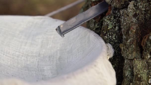 バケツに滴り落ちる白樺の樹液を閉じます 自然の銀白樺ジュースを収集します 農村の伝統 — ストック動画