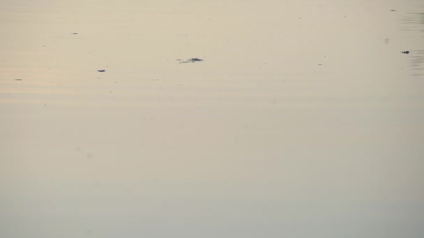 近距离拍摄的彩虹鳟鱼在水面上飞来飞去 野生鳟鱼在河面上捕饵 — 图库视频影像