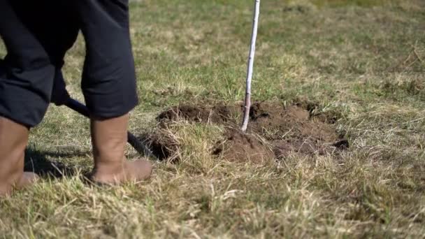 人在挖草皮 在翻土 为浇灌系统准备植物周围的土壤 — 图库视频影像