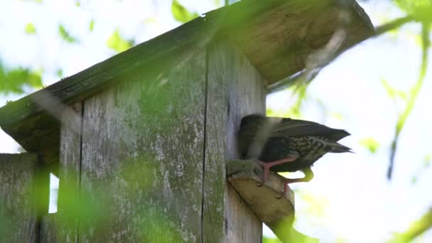 ツリー内の木製の巣箱にワームをもたらすスターリング鳥 スタウルスハルガリス 屋外で白樺の木にぶら下がっている木造の鳥の家で鳥の餌やりの子供 — ストック動画