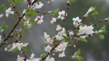 İlkbaharda beklenmeyen kar yağışında elma ağacı karla kaplanır. Bahçedeki beyaz kar altında donan çiçekler..