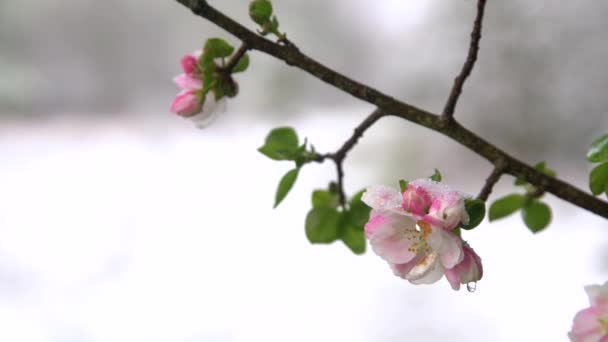 Almafavirág Amelyet Borít Váratlan Tavaszi Havazás Idején Virágzó Virágok Fagynak — Stock videók