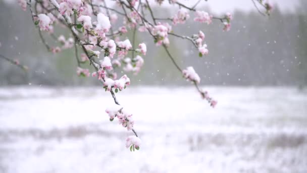 Pommier Fleurit Couvert Neige Lors Chutes Neige Inattendues Printemps Floraison — Video