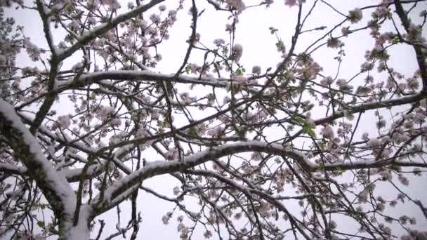 春の予想外の雪の中 雪に覆われたリンゴの木の花のパノラマビュー 庭の白い雪の下で凍る花を咲かせます — ストック動画