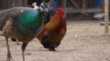 Çiftlik kuşlarının yakın görüntüsü - tavuk, tavus kuşu ve hindi açık havada. Kuşları kafeste büyütmek