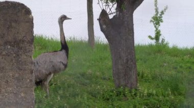 Kuş çiftliğinde çimlerin üzerinde yürüyen devekuşu. Dışarıdaki kuşhanede egzotik emu kuşu.