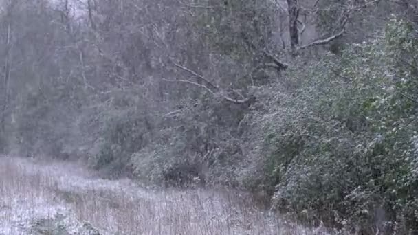 Vista Panorámica Las Fuertes Nevadas Finales Primavera Inesperada Ventisca Cubierta — Vídeos de Stock