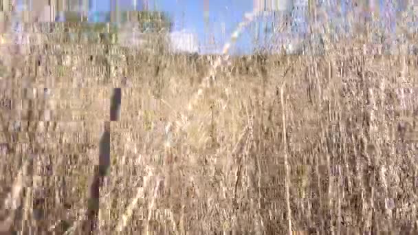 Wandelen Door Het Moeras Dikke Gedroogde Bulrush Planten Dichte Scène — Stockvideo