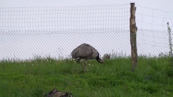 Pštrosí Procházka Trávě Ptačí Farmě Venku Exotický Emu Pták Voliéře — Stock video