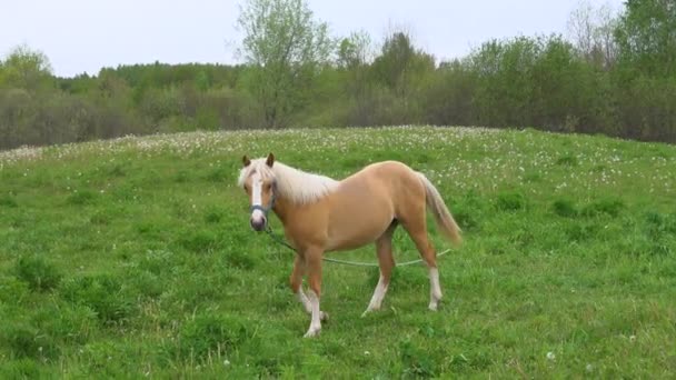 Bellissimo Cavallo Bruno Che Mangia Erba Sulla Terra Della Fattoria — Video Stock