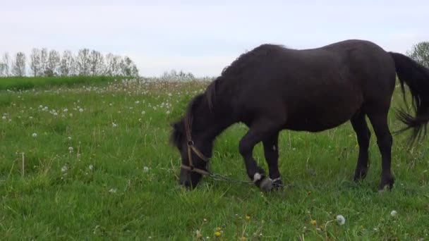 Vacker Svart Ponny Gräset Gården Mark Ranch Häst Gräs Landsbygden — Stockvideo