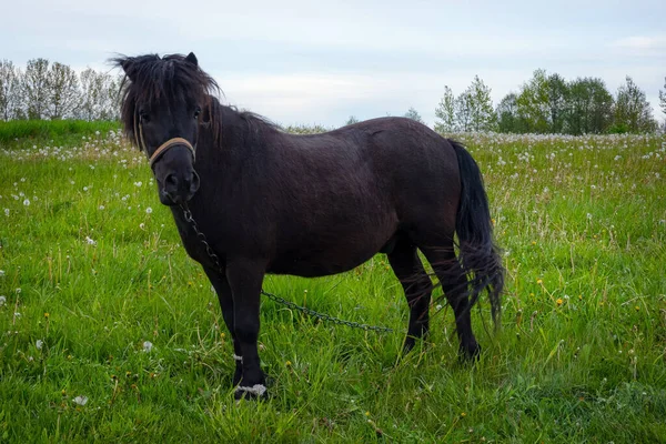 Schöne Schwarze Pony Auf Dem Gras Der Farm Land Ranch — Stockfoto