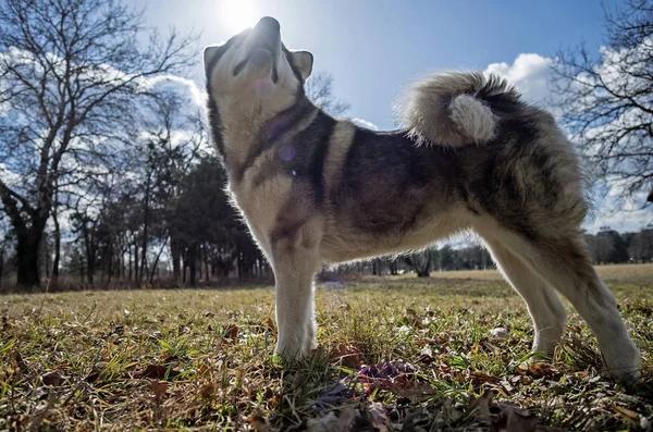 Alaska Malamute dişisi güneşli bir sonbahar gününde yürüyüşe çıktı