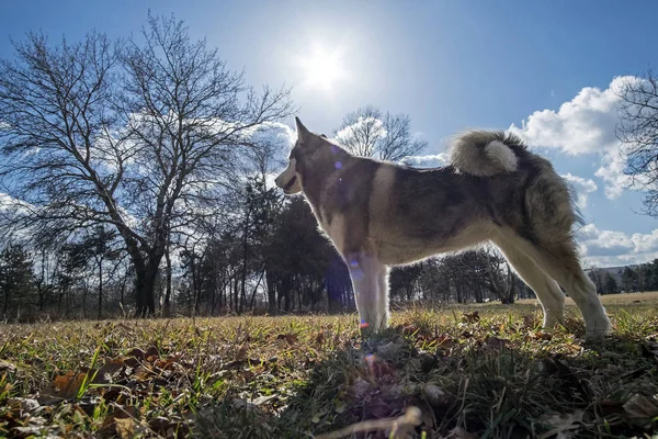 Güneşli bir günde Alaska Malamute 'de halk parkında