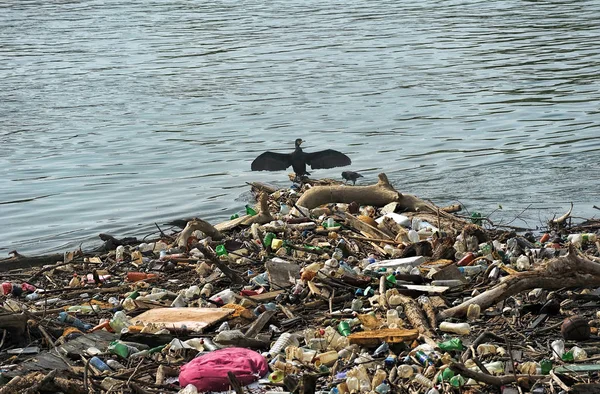 Kormoran suszenia skrzydła — Zdjęcie stockowe