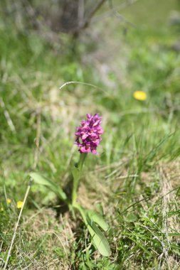 Güzel orkide, orchis morio, Torondon Dağı 'nın tepesinde.