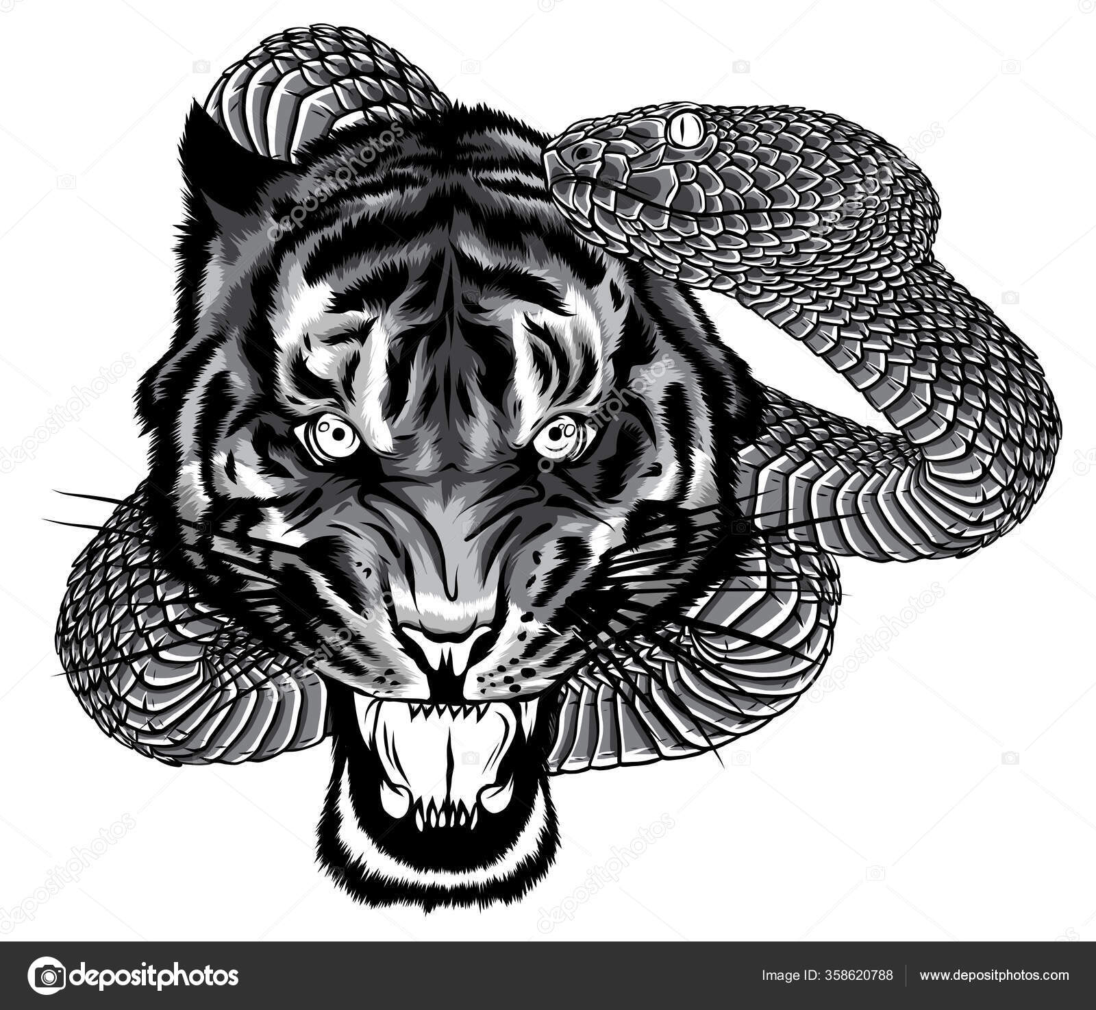 Luta de serpentes e tigres, design de ilustração de tatuagem Vetor de  ©deanzangir@gmail.com 358620788, image size:1600x1474