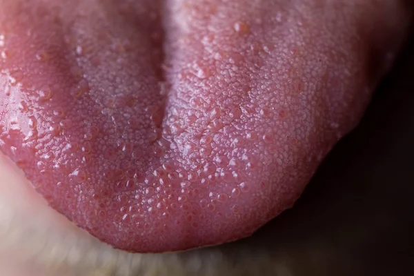 Tatlı dil çıkıntılı bir adamın.