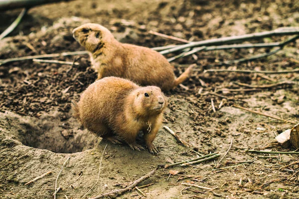 Fekete farkú prérikutya (Cynomys ludovicianus)). — Stock Fotó