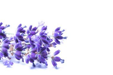 Beyaz arkaplanda lavanta izole edildi