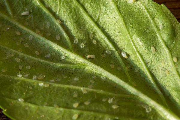 Ein von Schädlingen befallenes Blatt. Liste der von Basilikum befallenen Aleyrodoidea. — Stockfoto