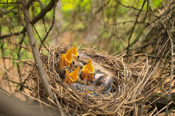 Young birds in the nest in a tree. — Stock Photo, Image