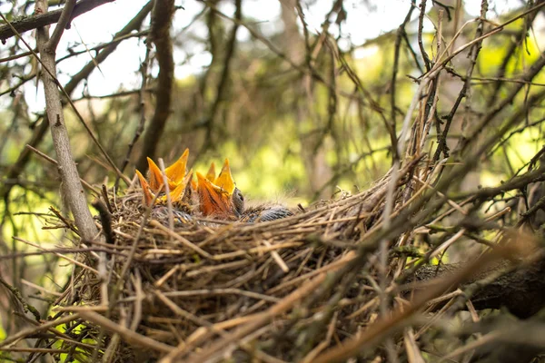 Young birds in the nest in a tree. — Stock Photo, Image