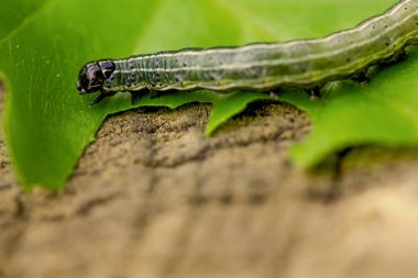 Bir tırtıl üzerindeki yeşil yaprak yakın çekim.