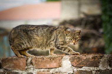 Yerli kedi duvara tırmanıyor.