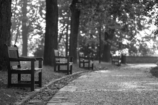 Estrada de outono com bancos no parque da cidade ao nascer do sol. República Checa Brno. Preto e branco . — Fotografia de Stock