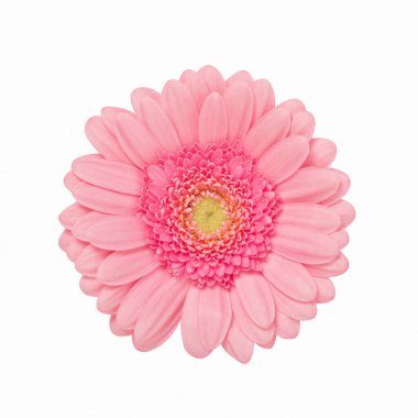 Narin pembe gerbera çiçeği beyaz arkaplanda izole edilmiş..