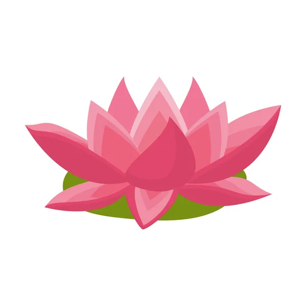 Lotus flower. Pink water lotus flower. vector illustration