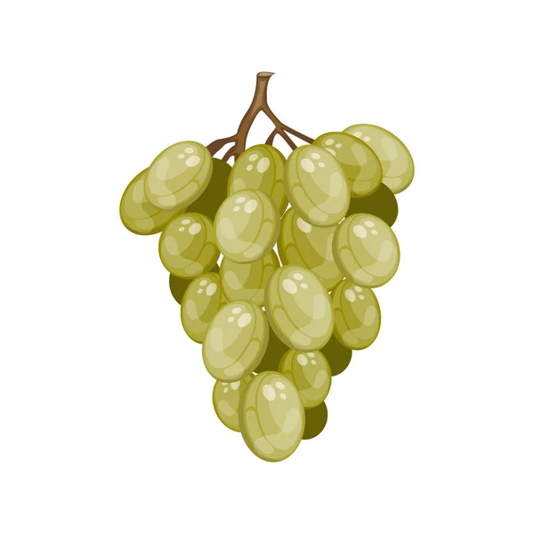 Rama Uvas Verdes Maduras Dibujos Animados — Vector de stock