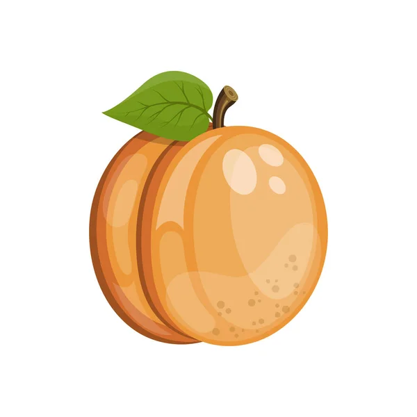 Karikatur Reife Aprikosenfrüchte Vektorillustration — Stockvektor