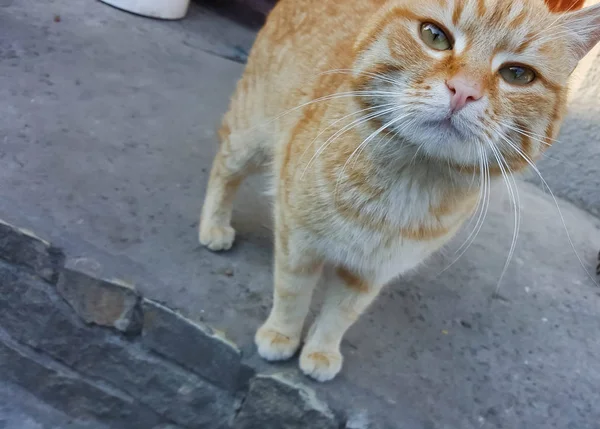 Rode Kat Liep Veranda — Stockfoto