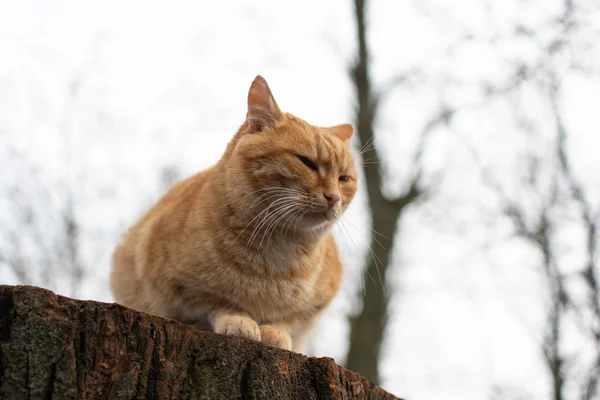 Rote Katze Sitzt Auf Einem Baumstumpf Und Döst — Stockfoto