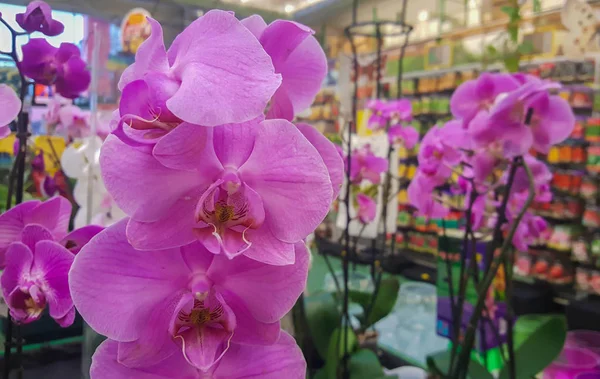 Orquídeas Uma Grande Janela Loja Contexto Muitas Flores — Fotografia de Stock