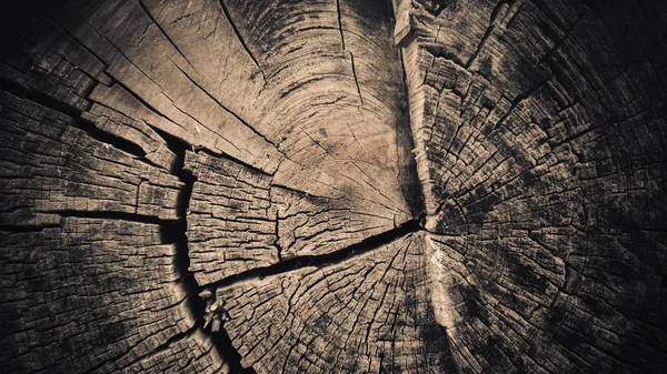 Textuur Van Een Oude Verkoolde Stronk Het Bos — Stockfoto