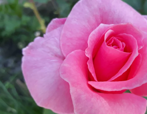 Rosa ros Vackert nyblommad — Stockfoto