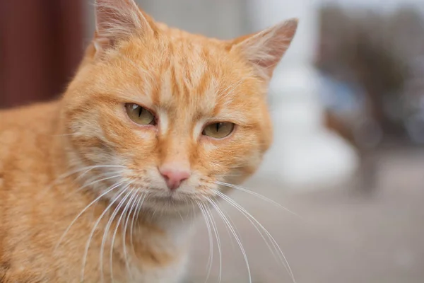 Cool gember kat kijkt vol vertrouwen in de lens van de camera — Stockfoto