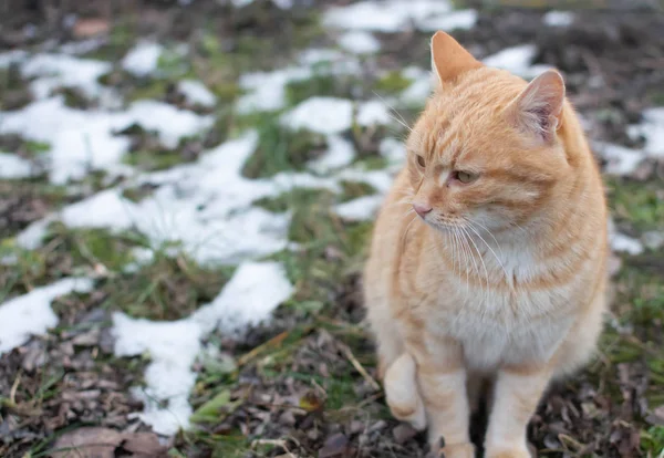Yard rode kat zit op de lente sneeuw en kijkt weg — Stockfoto