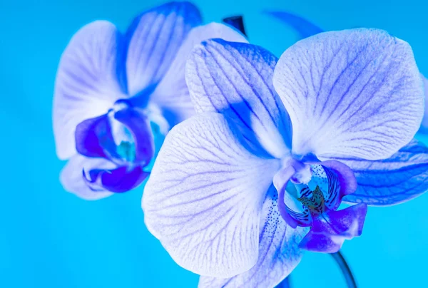 Schöne Orchidee — Stockfoto