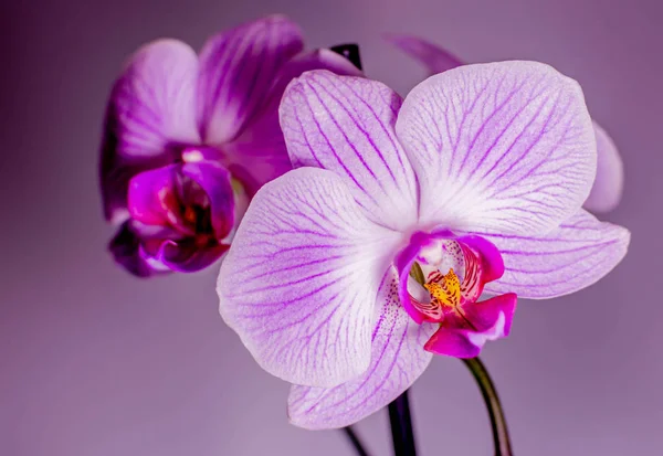 Orquídea roxa bonita em um ramo — Fotografia de Stock