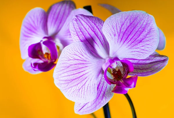 Orquídea bonita em fundo amarelo-laranja — Fotografia de Stock