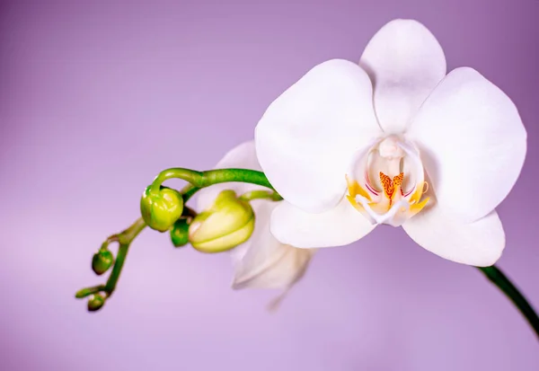 Orquídea branca bonita — Fotografia de Stock
