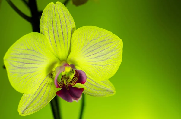 Krásná žlutozelená orchidej — Stock fotografie