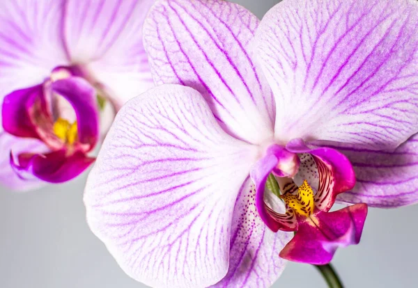 Orquídeas roxas bonitas close-up — Fotografia de Stock