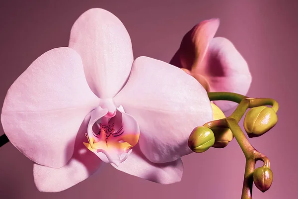 Orquídea rosa pálida — Fotografia de Stock