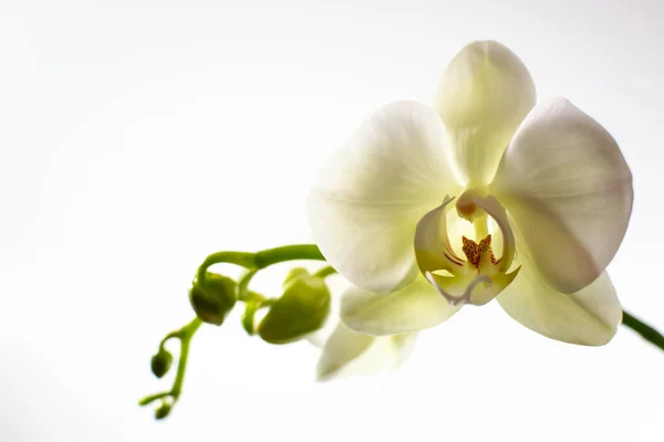 Orquídea branca bonita com botões — Fotografia de Stock