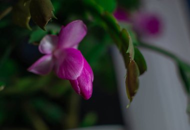 Paskalya Kaktüsü ya da Whitsun Kaktüsü olarak bilinen Zygocactus tomurcukları.